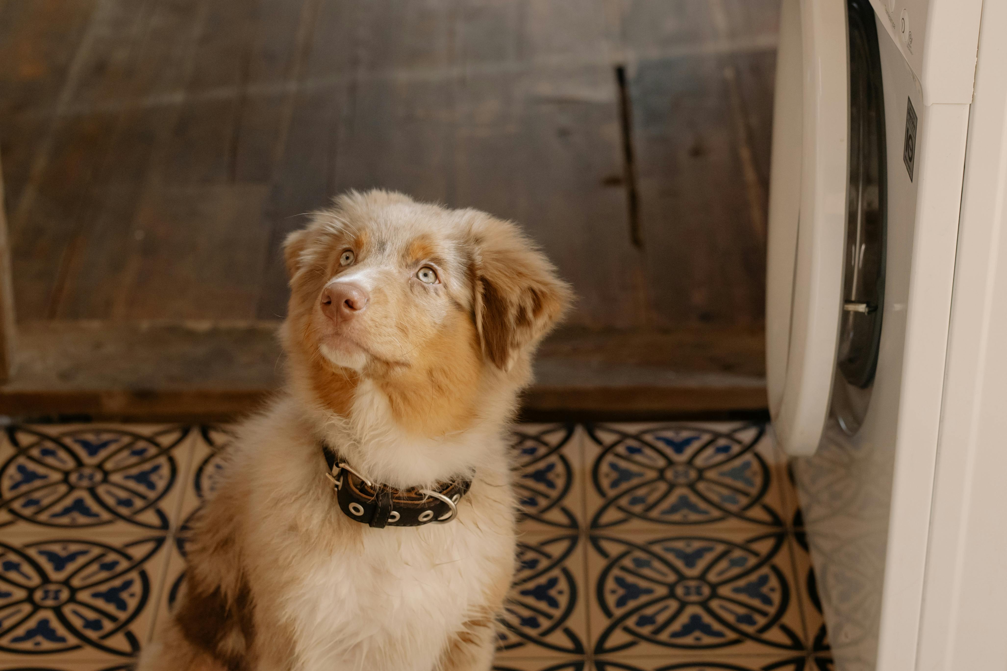 dog in house looking up