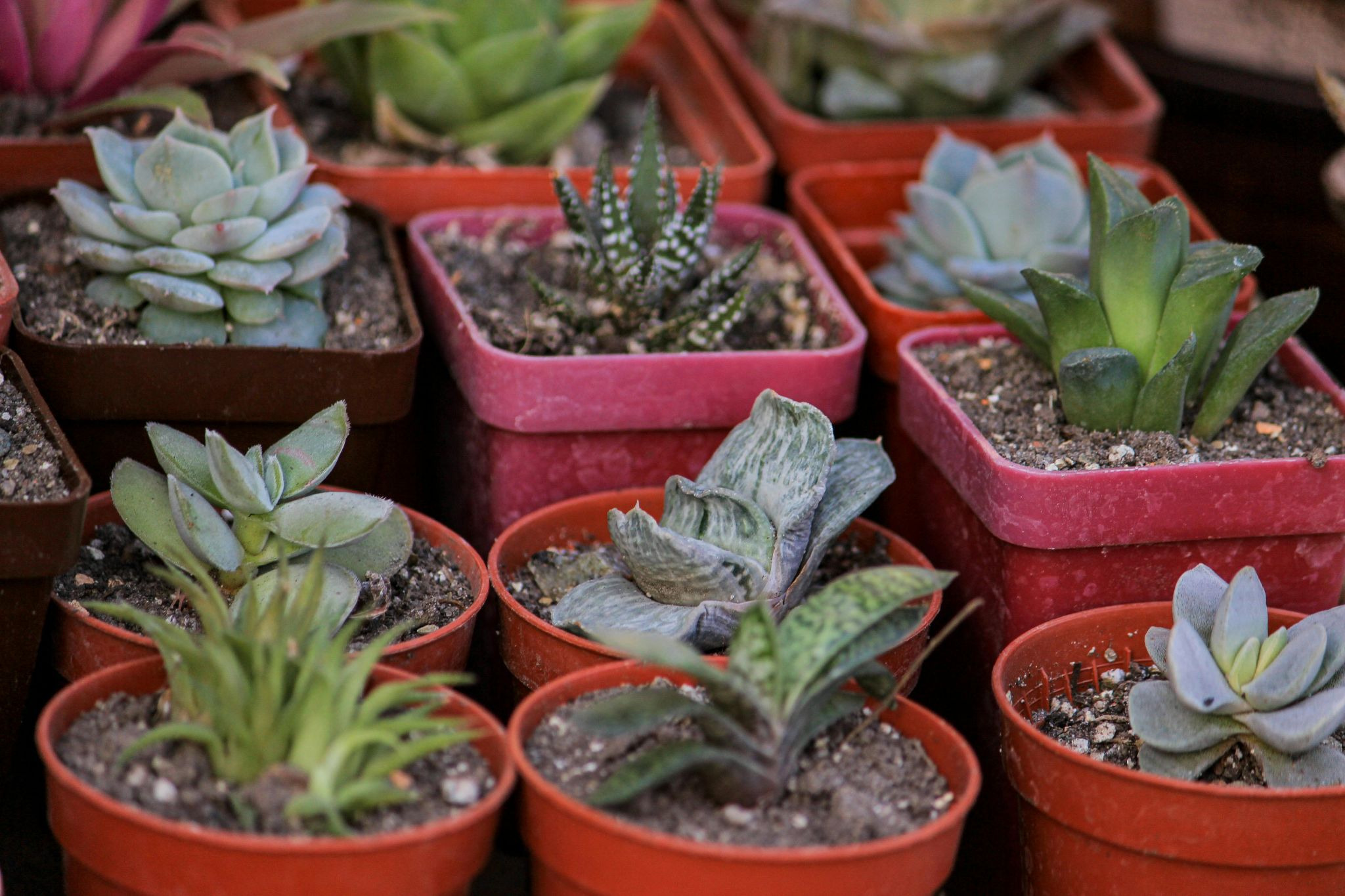 Potted Green Succulents